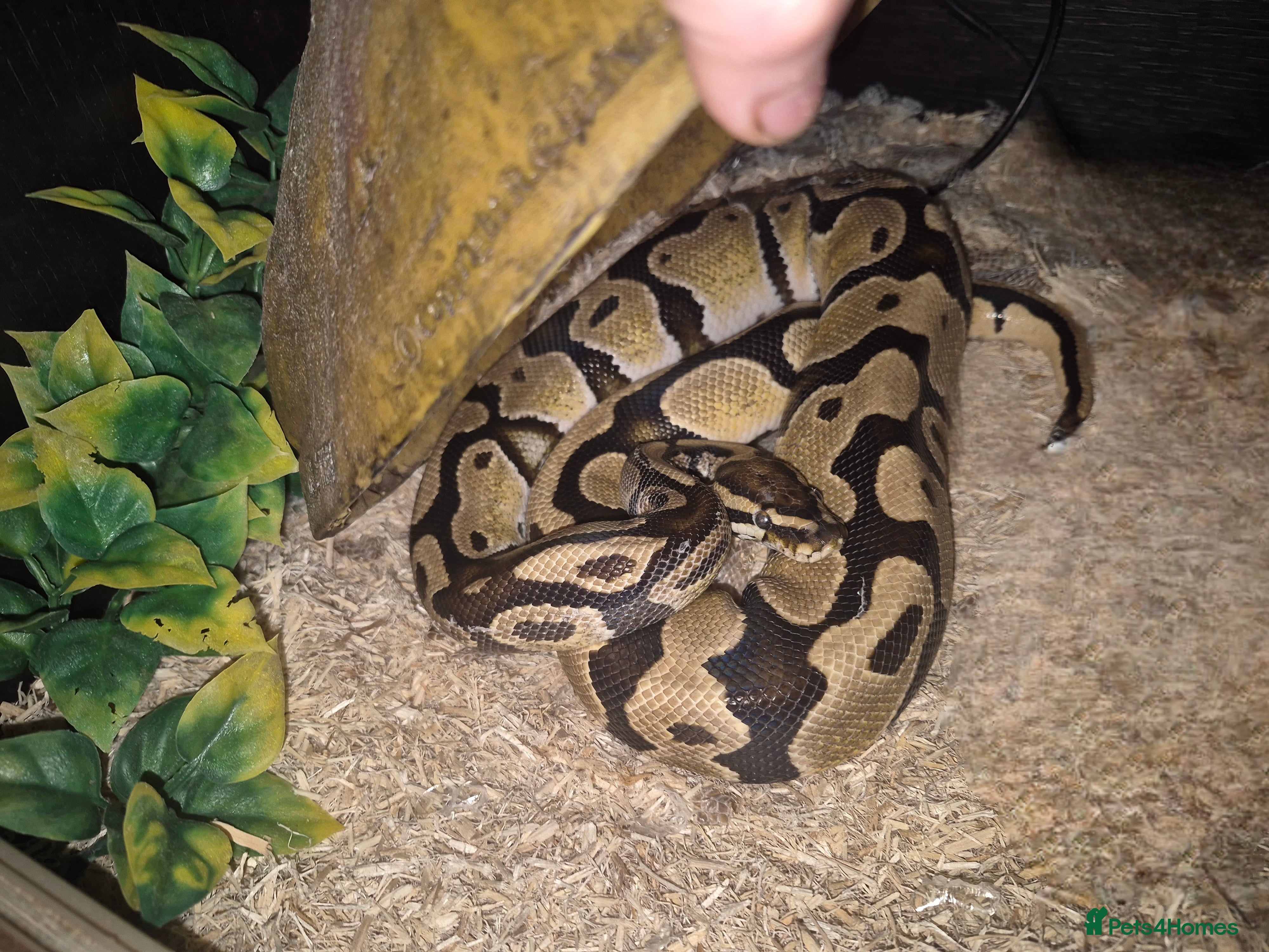 Python Snake reptiles Male royal python with full setup - Advert 6