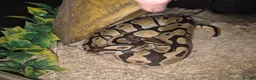 Python Snake reptiles for sale: Male royal python with full setup - Advert 1