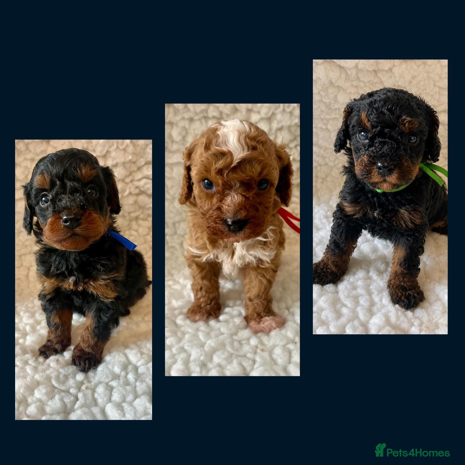 Cavapoo dogs Amazing Quality f1b Toy Cavapoo babies  - Advert 3