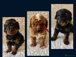 Cavapoo dogs Amazing Quality f1b Toy Cavapoo babies - Advert 3