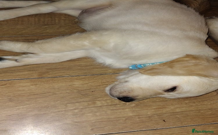 Golden Retriever dogs - Advert 9