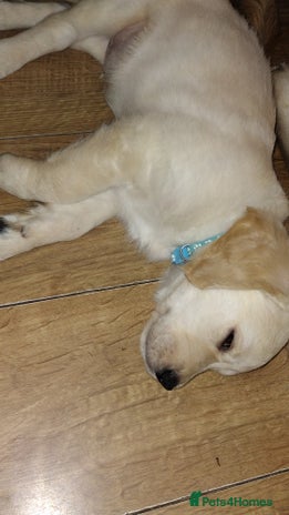 Golden Retriever dogs - Advert 9