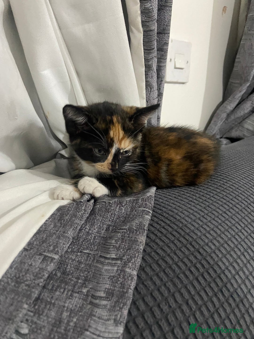 Mixed Breed cats for sale: 2 months old kittens  - Image 12