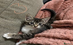 Mixed Breed cats for sale: 3 beautiful female kittens  - Image 22