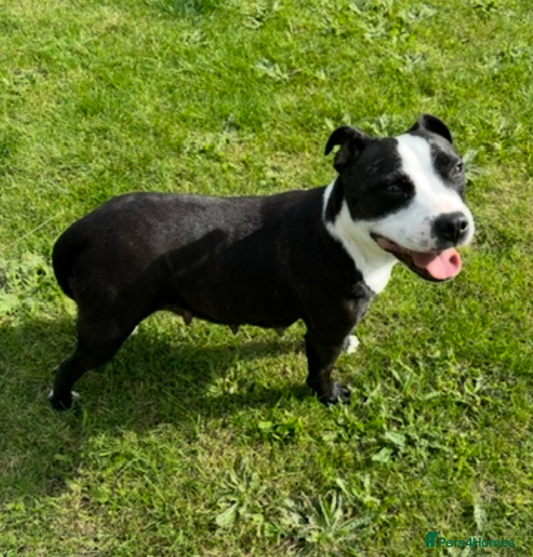 Staffordshire Bull Terrier dogs for sale: Health Tested Clear Staffordshire Bull Terrier's - Advert 36