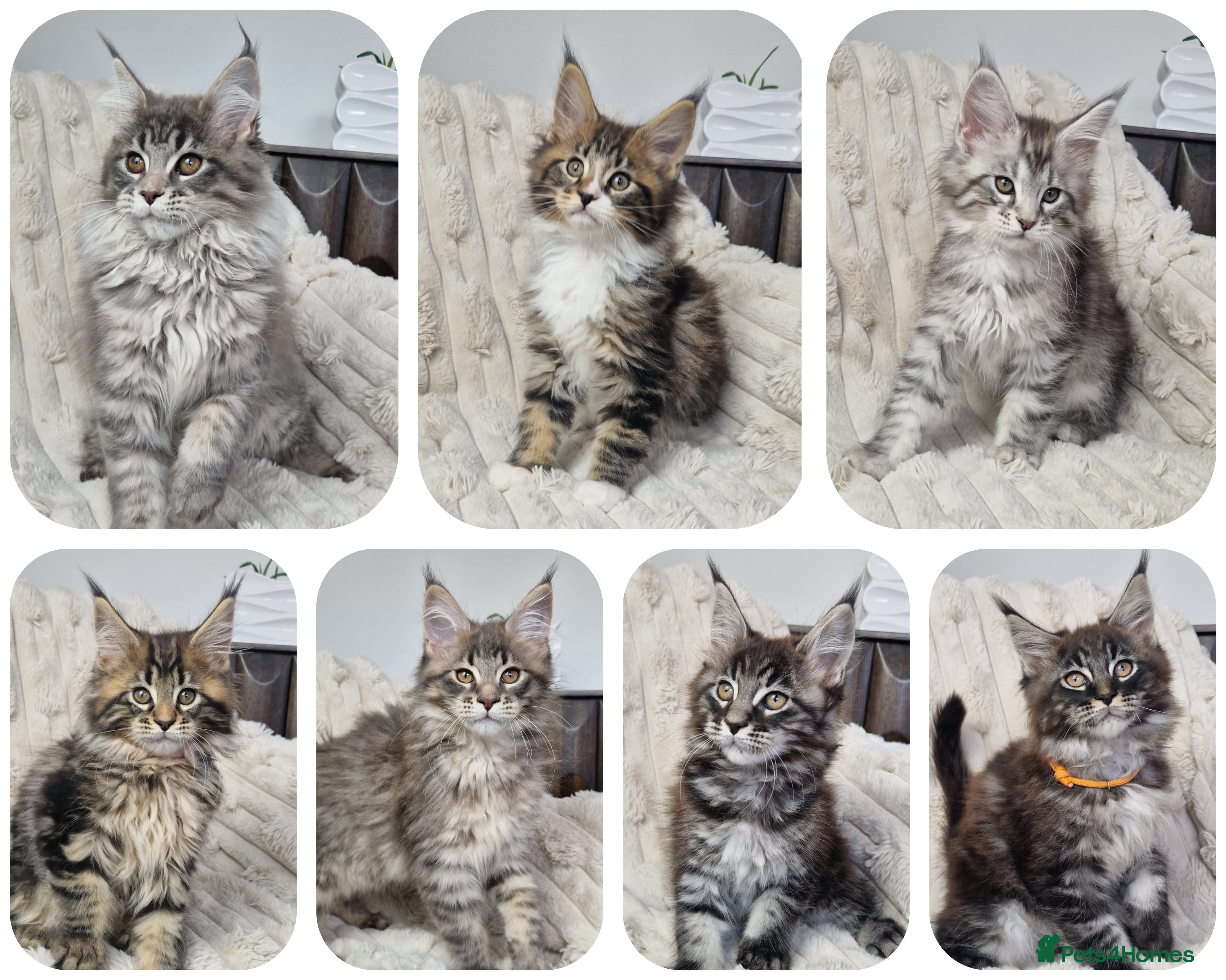 Maine Coon cats  TICA registered maine coon kittens - Advert 3