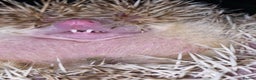 Pygmy Hedgehog rodents for sale: African Pygmy hedgehog for rehome - Advert 4