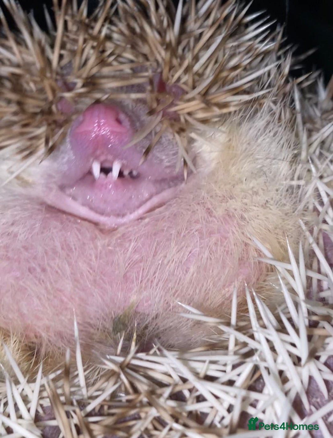 Pygmy Hedgehog rodents for sale: African Pygmy hedgehog for rehome - Advert 4