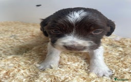English Springer Spaniel dogs for sale: Working English springer spaniel puppies  - Image 21