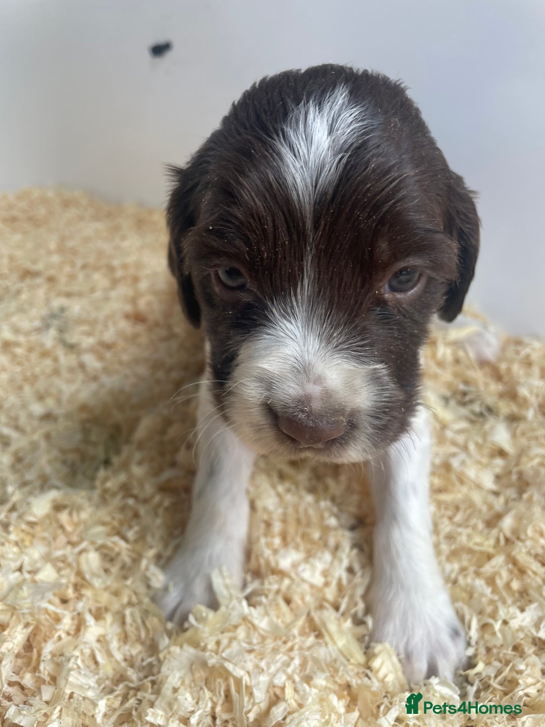 English Springer Spaniel dogs for sale: Working English springer spaniel puppies  - Image 21