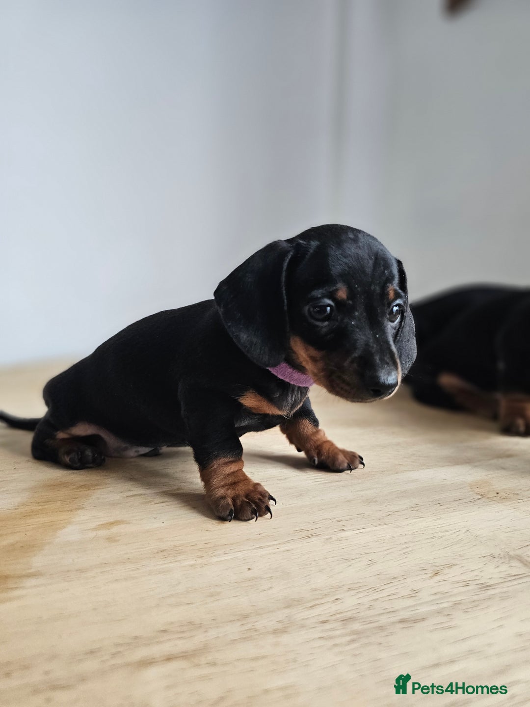 Miniature Dachshund dogs for sale: PRA CLEAR GORGEOUS MIN DACHSHUNDS  - Image 12