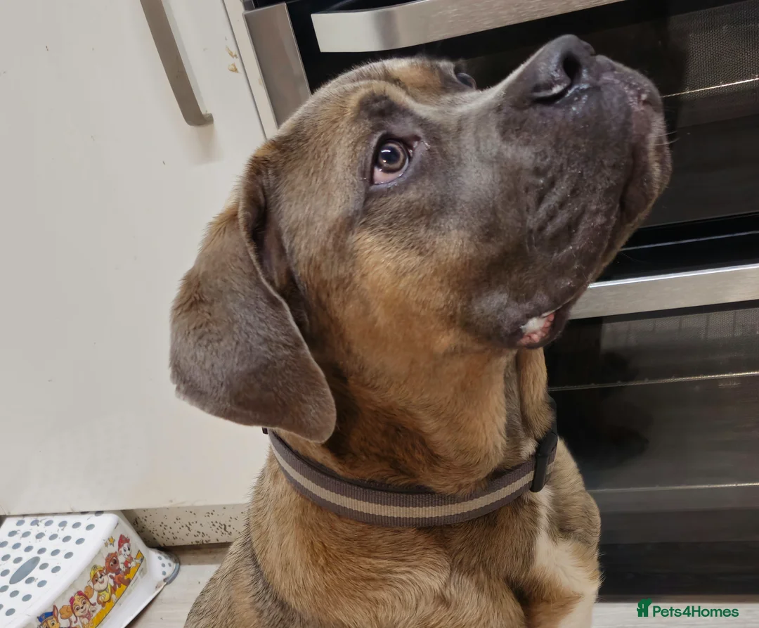 Cane Corso dogs for sale: URGENT RE-HOME Male Cane Corso  in Cradley Heath - Advert 2