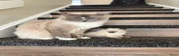 Ragdoll cats for sale: Tica Blue Mink Mitted and Seal colourpoint Kittens - Advert 4