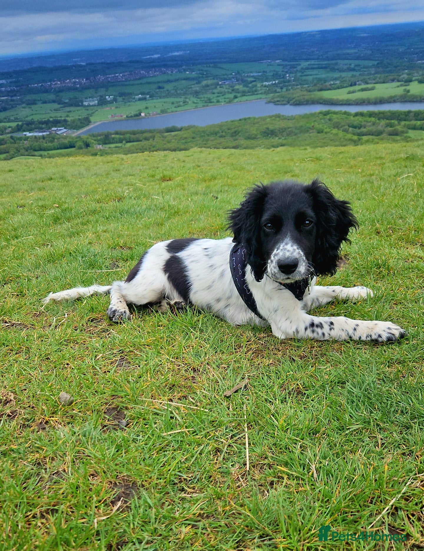Sprocker dogs Sprocker puppy - Advert 8