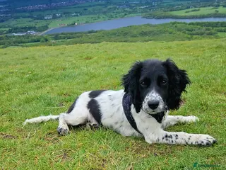 Sprocker dogs Sprocker puppy - Advert 1