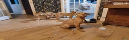 Mastiff dogs for sale: Mastiff X Pups - Advert 25