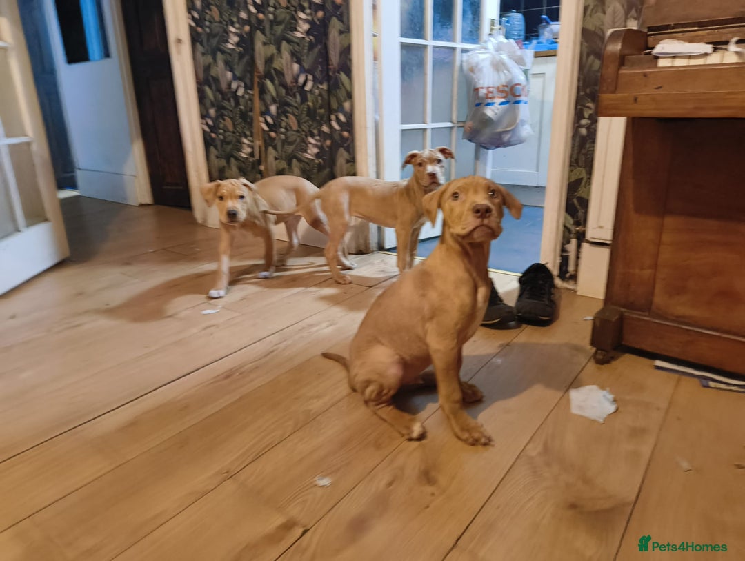 Mastiff dogs for sale: Mastiff X Pups - Advert 25