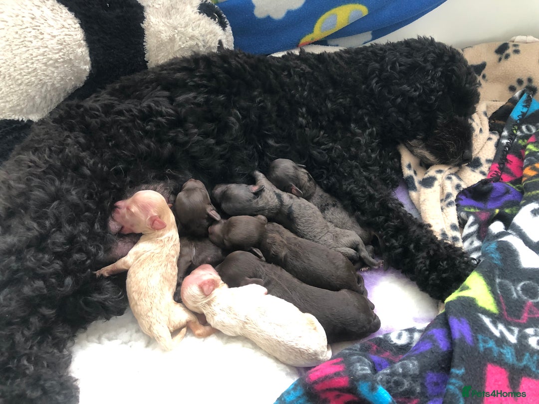 Cockapoo dogs for sale: Cockapoo Puppies - Image 2