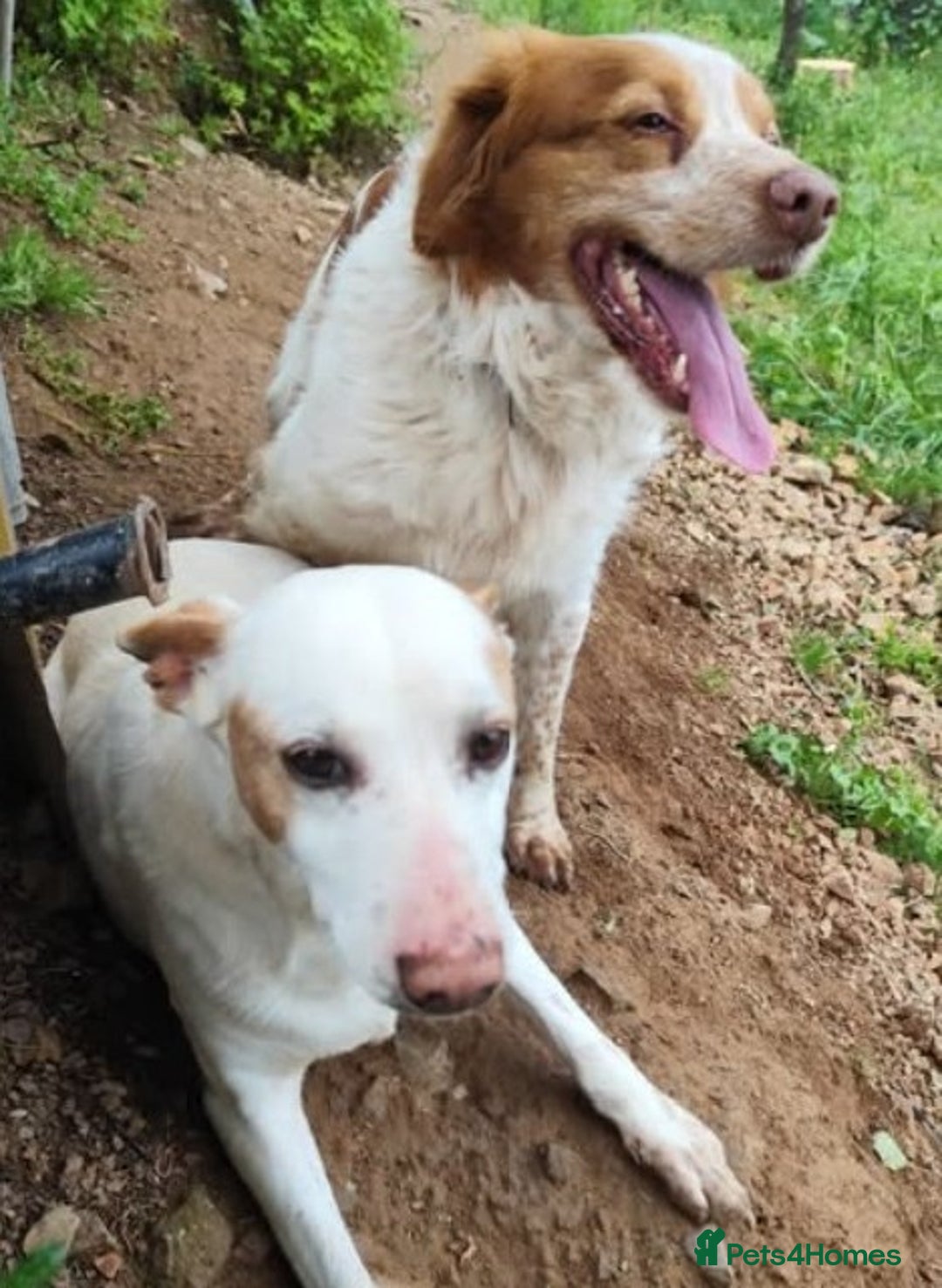 Brittany Spaniel dogs for adoption: Lovely gentle boy, Rudolph in foster in Solihull - Advert 5