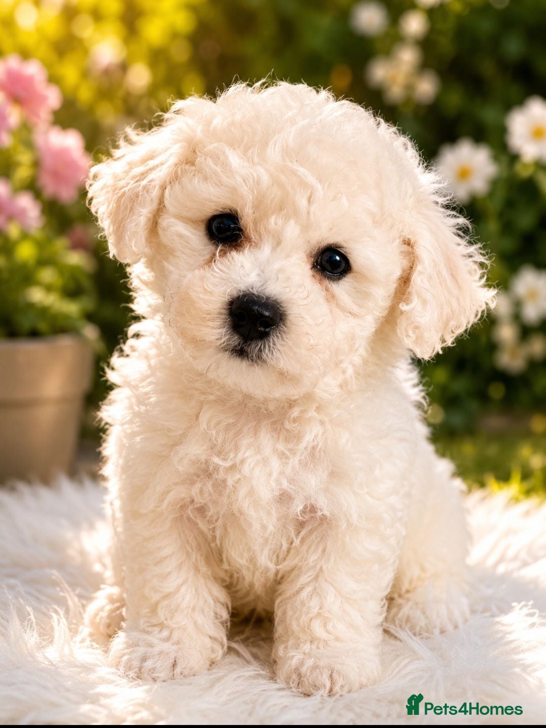 Bichon Frise dogs Full pedigree Bichon frise  - Advert 1