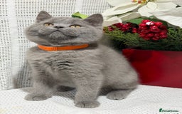 British Shorthair cats for sale: Adorable British shorthair kittens TICA - Image 6
