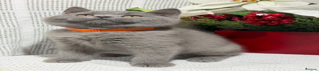 British Shorthair Kitten 2