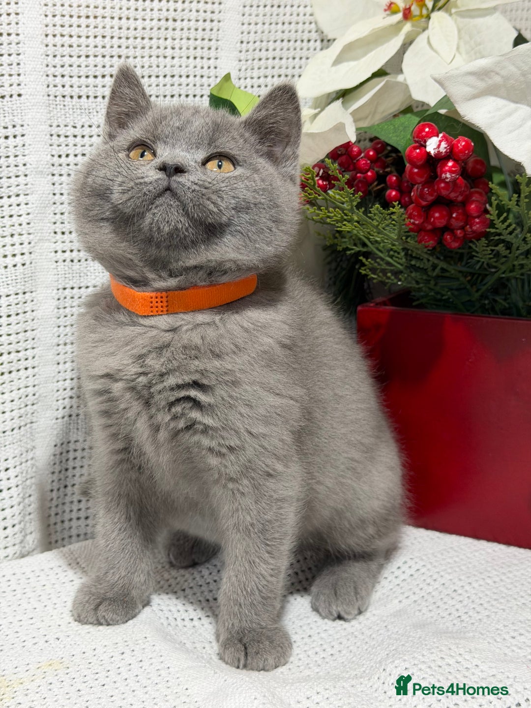British Shorthair cats for sale: Adorable British shorthair kittens TICA - Image 6