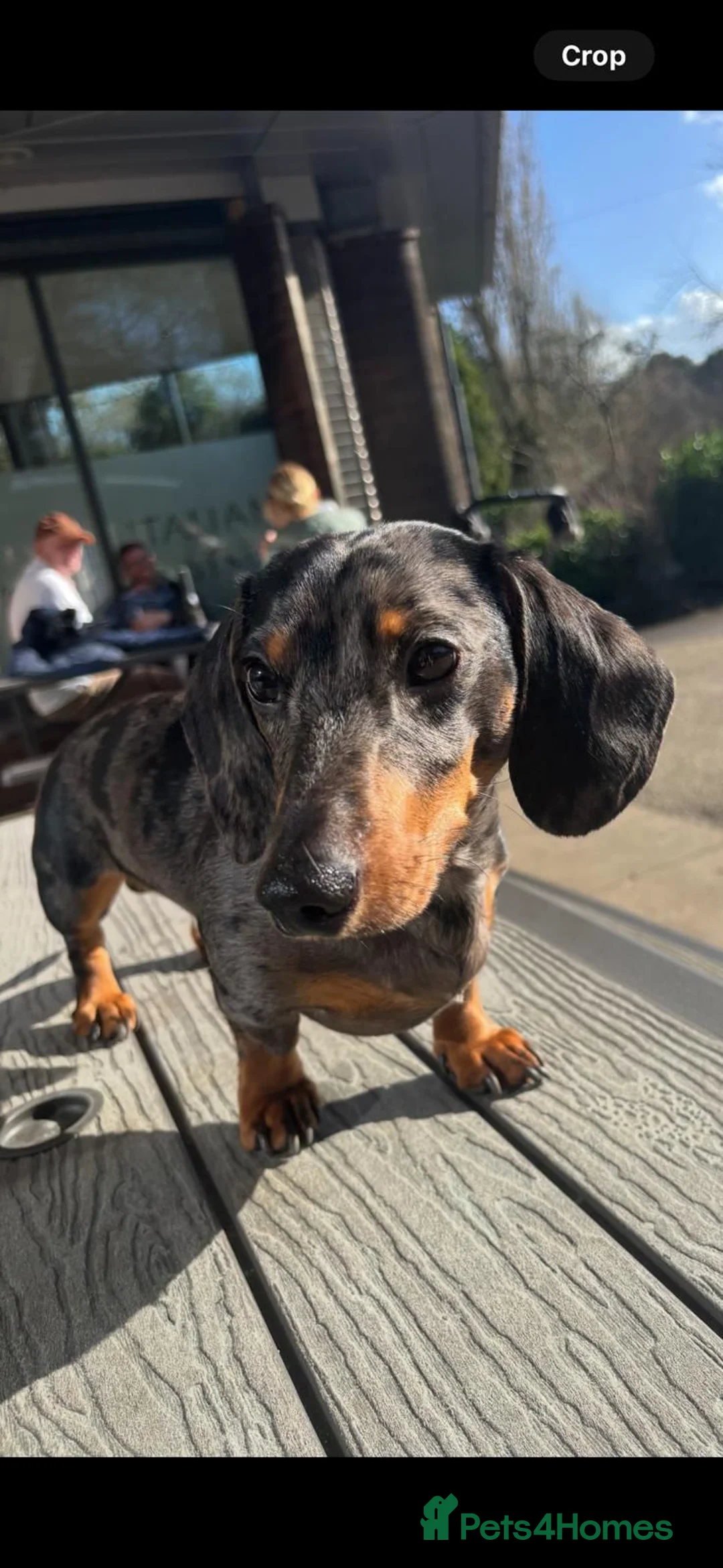 Dachshund dogs for stud: ZEBEDEE  - Advert 1
