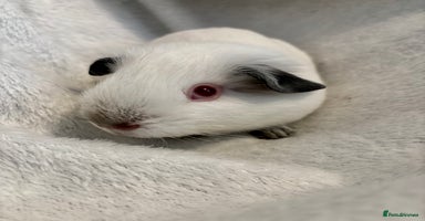 Guinea Pig rodents - Advert 16