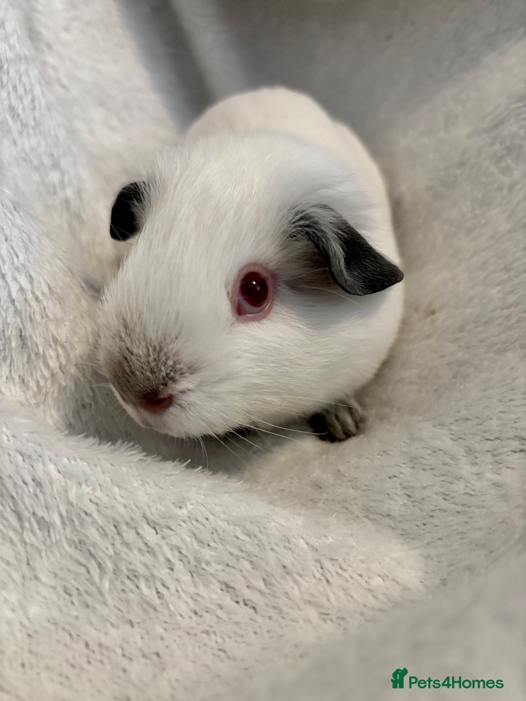 Guinea Pig rodents for sale: Male Californian guinea pig - Image 2