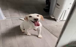 Mixed Breed dogs for sale: 🐾Cocker-Pie (Mini Hippo)s🐾 - Image 11