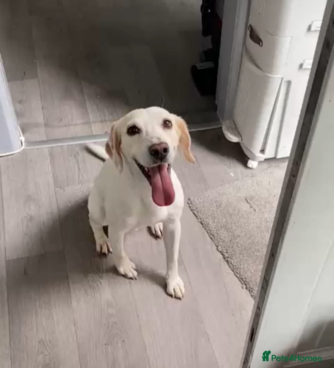 Mixed Breed dogs for sale: 🐾Cocker-Pie (Mini Hippo)s🐾 - Image 11