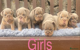 English Bulldog dogs for sale: KC REGISTERED LILAC & TAN ENGLISH BULLDOG PUPS - Image 7