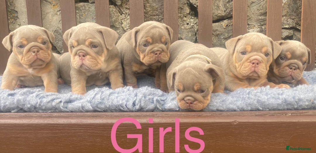 English Bulldog dogs for sale: KC REGISTERED LILAC & TAN ENGLISH BULLDOG PUPS - Image 7