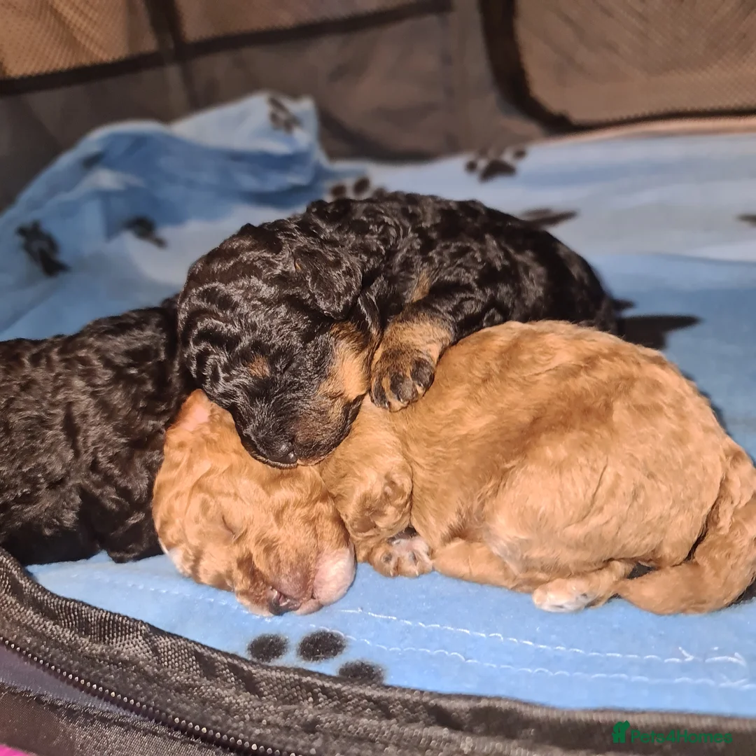 Toy Poodle dogs for sale: Beautiful Phantom Toy Poodle's!🧸😍 KC registered - Advert 16