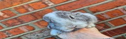 Mini Lop rabbits for sale: 7 stunning mini lops - Advert 14