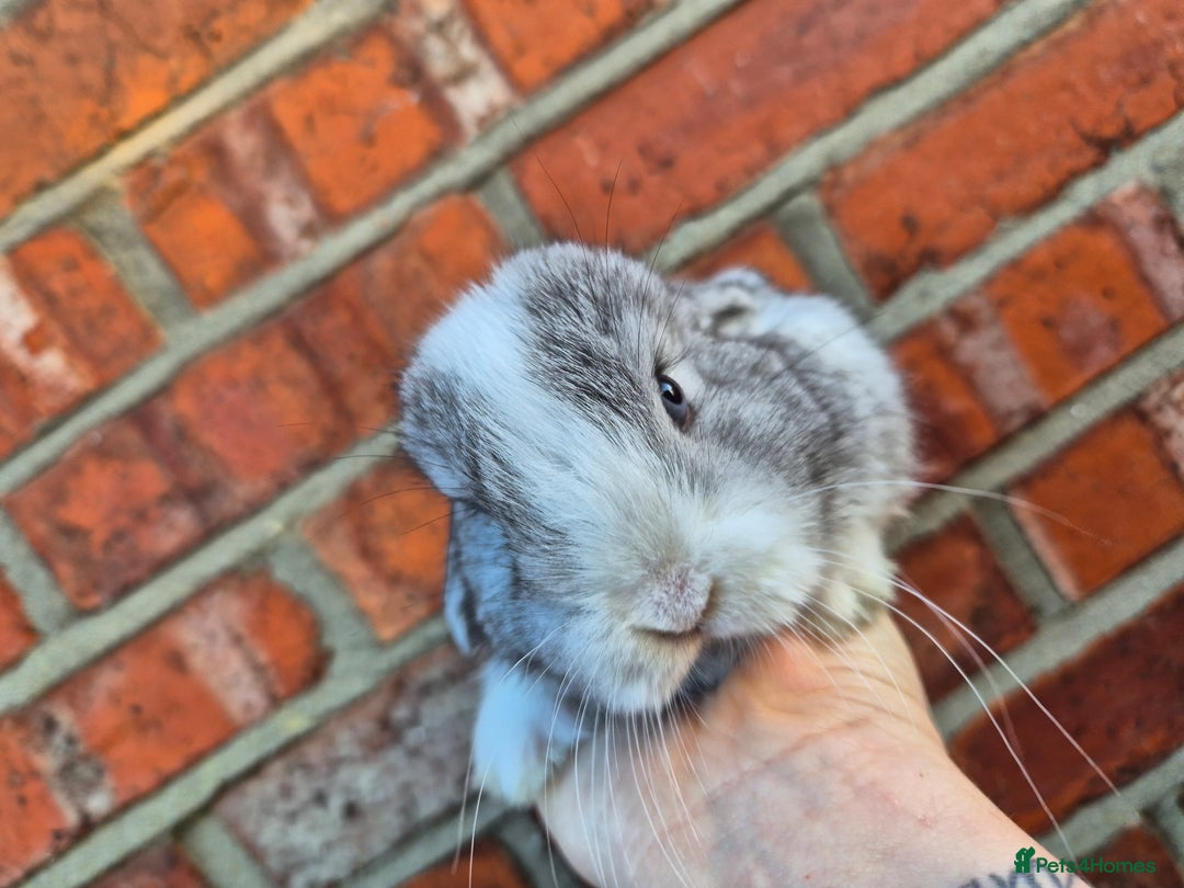 Mini Lop rabbits for sale: 7 stunning mini lops - Advert 14
