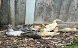 Ducks poultry for sale: Muscovy ducks/ducklings (female) - Image 1
