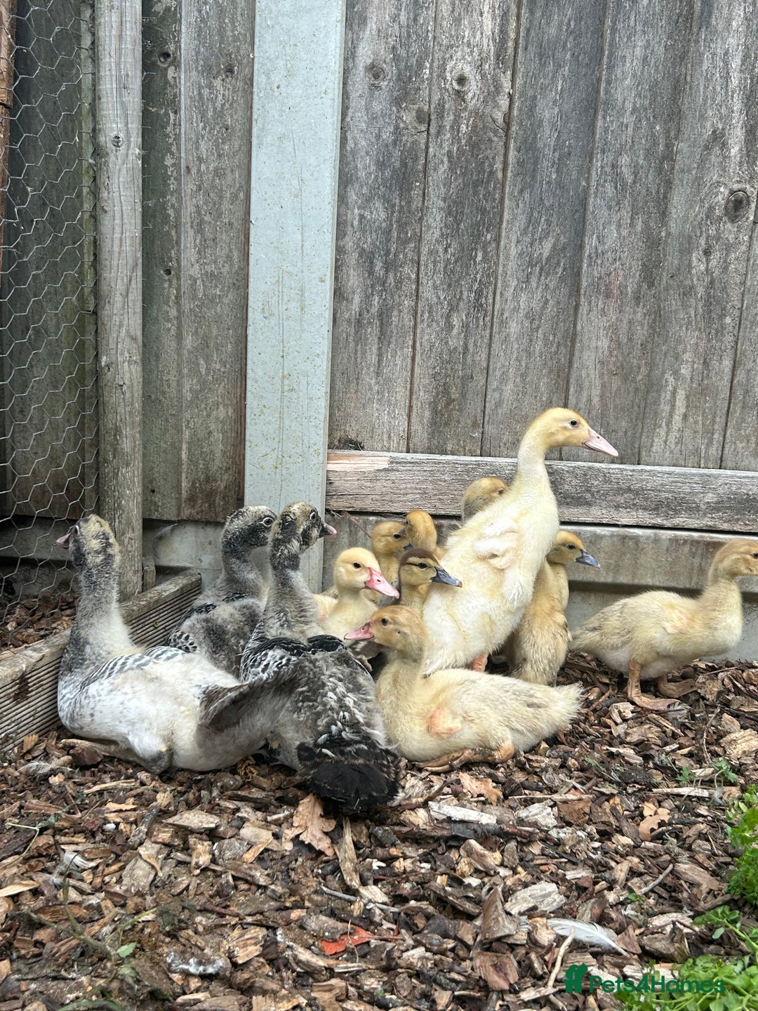 Ducks poultry for sale: Muscovy ducks/ducklings (female) - Image 1