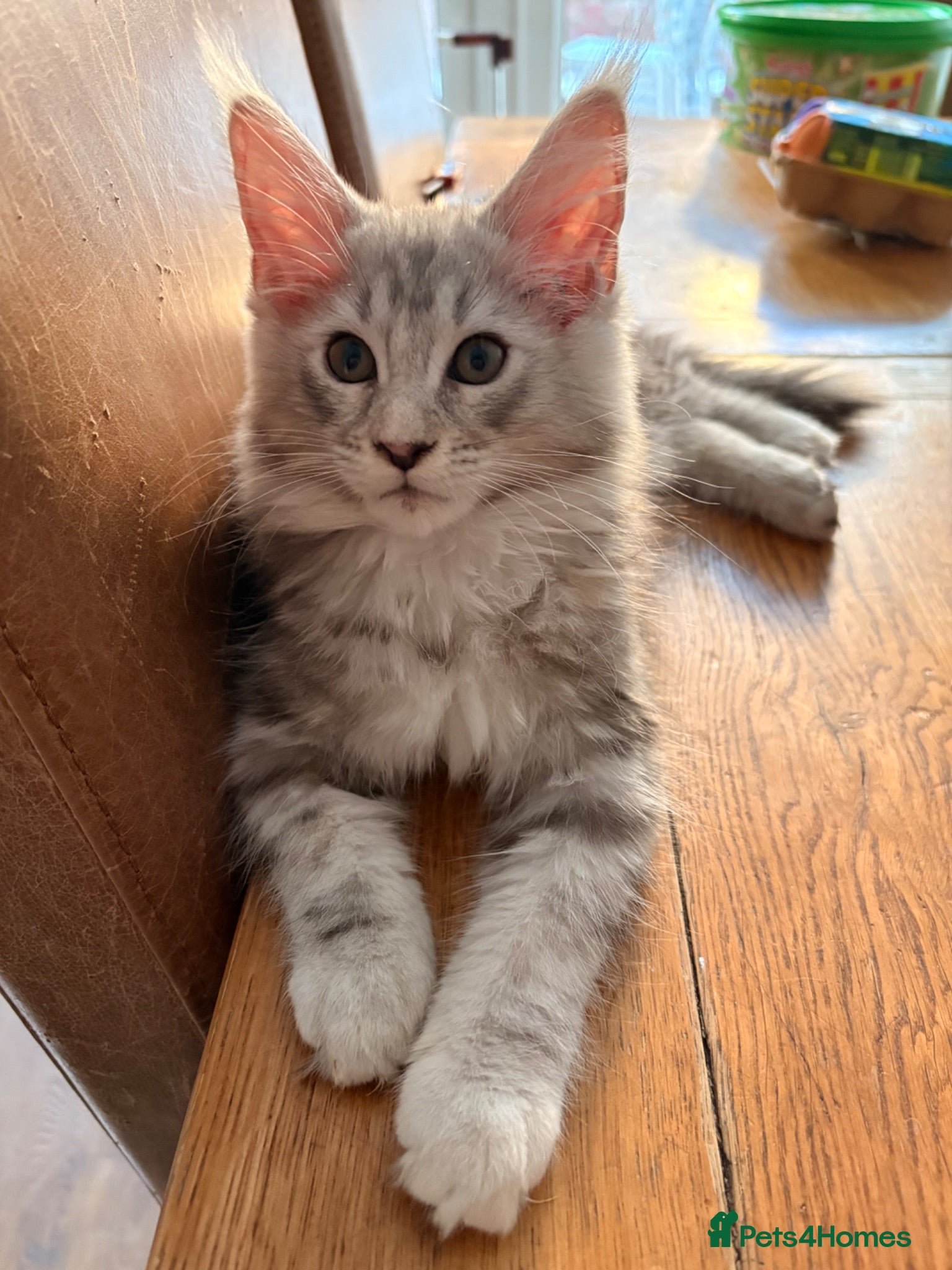 Maine Coon cats 🐈‍⬛Sweet bundle of Joy TICA register🐈‍⬛ - Advert 2