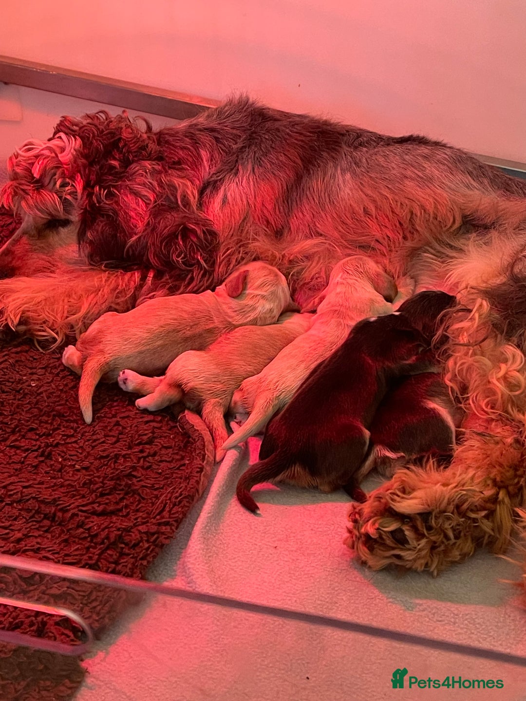 Cocker Spaniel dogs for sale: Quality litter of Show Type Cocker Spainels  - Advert 1