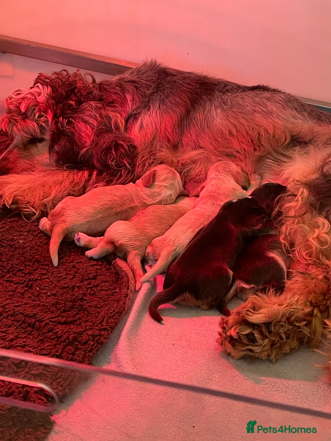 Cocker Spaniel dogs for sale: Quality litter of Show Type Cocker Spainels  - Advert 1