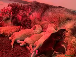 Cocker Spaniel dogs Quality litter of Show Type Cocker Spainels - Advert 6