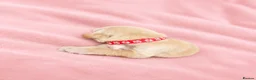 Golden Retriever dogs for sale: Golden Retriever puppies  KC registered  - Advert 8