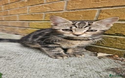 Mixed Breed cats for sale: Ready now kittens!  - Image 2