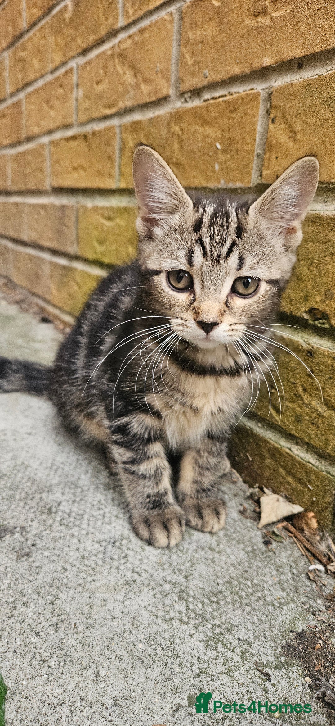 Mixed Breed cats for sale: Ready now kittens!  - Image 2