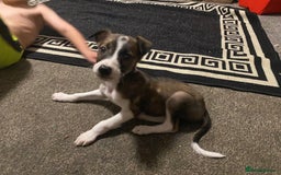 Lurcher dogs for sale: Reduced two bitches left gorgeous mix breed pups - Image 7