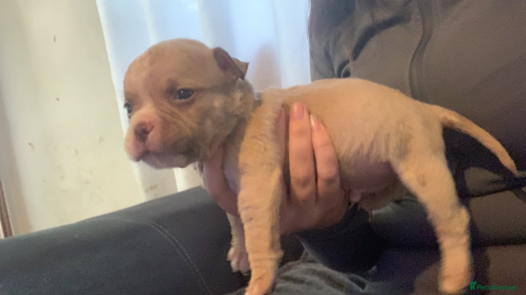 American Bully dogs for sale: Micro Exotic / pocket bully’s  - Image 11