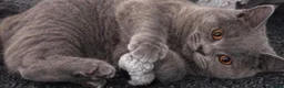 British Shorthair cats for sale: 💙 GCCF Registered Blue British Shorthair Boy 💙 in Burnley - Advert 5