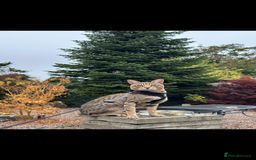 Savannah cats for sale: Savannah F4 girl kittens - Image 32